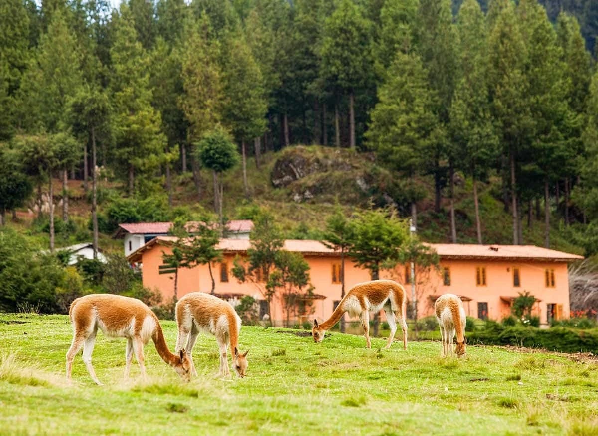 Granja Porcón